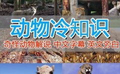 外面卖1699的国外纪录片解说(动物解说、美食、动画片)稳过中视频