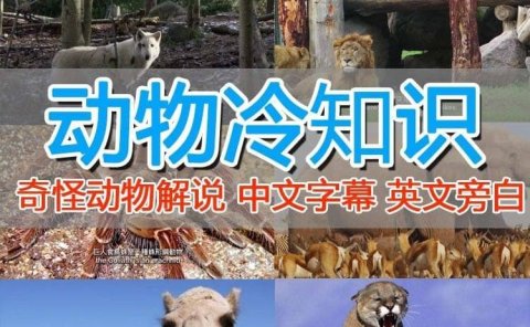 外面卖1699的国外纪录片解说(动物解说、美食、动画片)稳过中视频